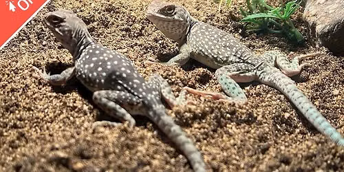 Amazing Animals: Deserts