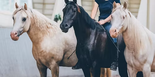 Kurs innen frihetsdressur og triksetrening med Rebecca Dahlgren