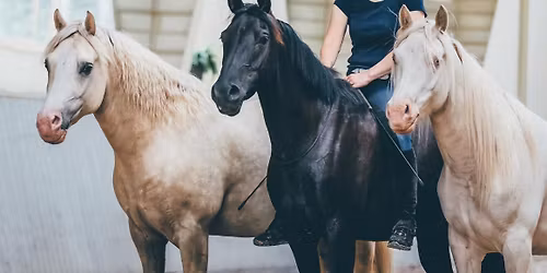 Kurs innen frihetsdressur og triksetrening med Rebecca Dahlgren