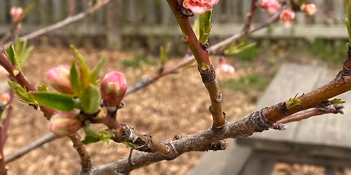Spring Outdoor & Handyfolk Workday (1 of 2)