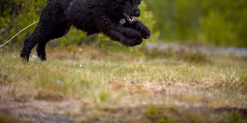 INNKALLINSKURS HOS HUNDEVIS 