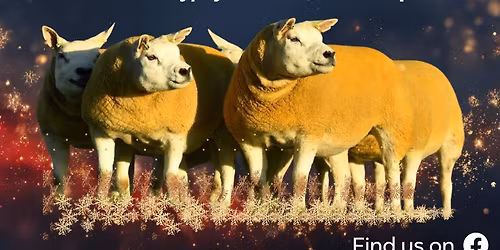 Northern Stars Female Sale 2025