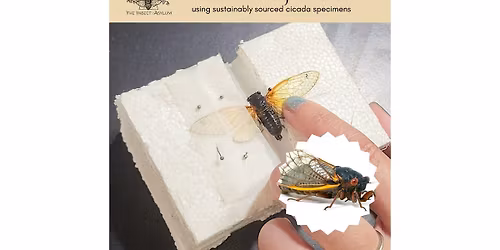 Cicada Pinning for Kids ages 5-17
