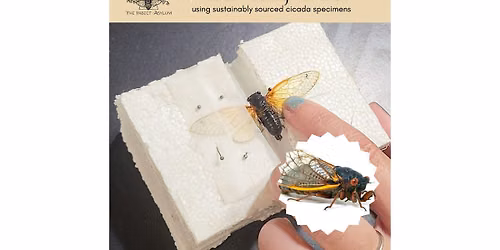 Cicada Pinning for Kids ages 5-17