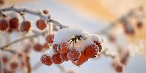 Magical Herbs of Winter
