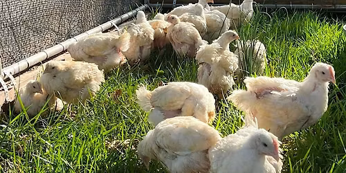 Davie County: Poultry Processing Workshop