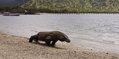 Komodo Island Day Trip from Labuan Bajo \u2013 Best Komodo Day Tour Price