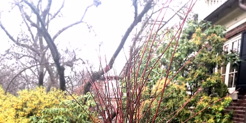 Winter Greenery Sale