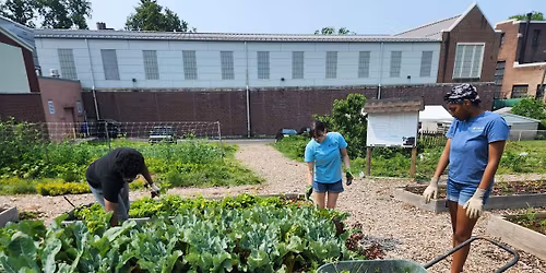 Volunteer Day at Walnut Street Community Garden