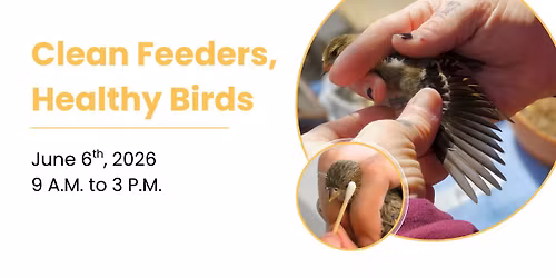 Clean Feeders, Healthy Birds