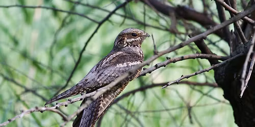 Oplev natravnens verden 