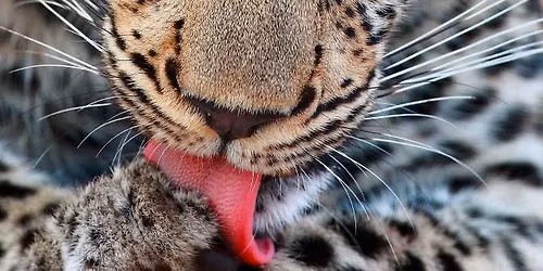 Th\u00e9\u00e2tre : 'Le repas des fauves' par le Th\u00e9\u00e2tre du Souffle