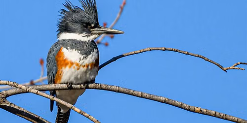 Wednesday Birders at Kathryn Albertson Park