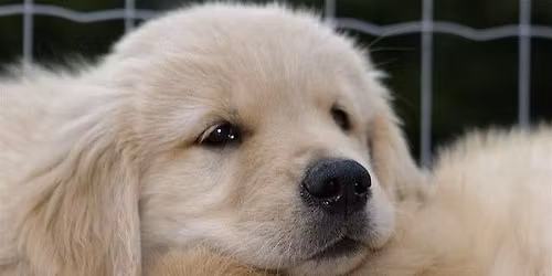 February 2026 Puppy PREP Class