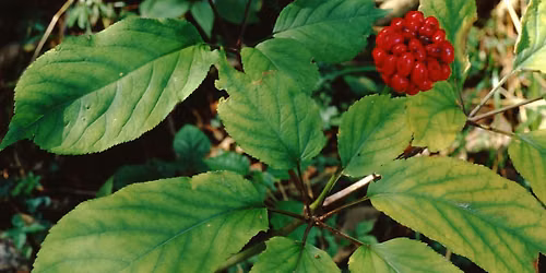 Ginseng Production Workshop