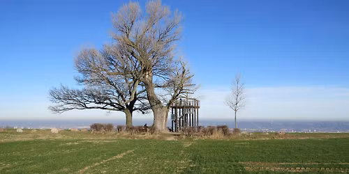 Babisnauer Pappel (Altersgruppe \u00dc60 Jahre)