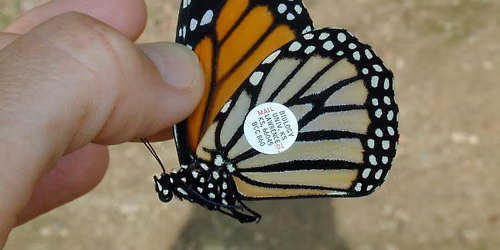 Branch Out Event: Butterfly Tracking & Education