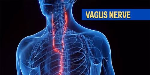 Vagus Reset 4 CE Hours 