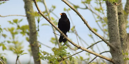Birds - Eco Explorers