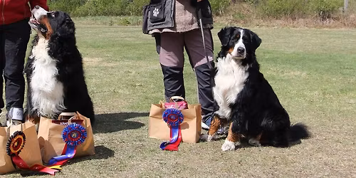 Offisielt rally-stevne