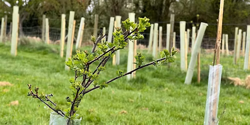 Join the Big Tree Plant at Napsbury Park!