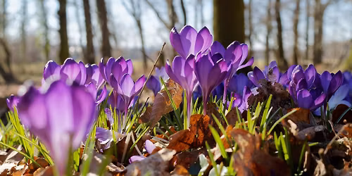 POSZUKIWANIE KROKUS\u00d3W NA TURBACZU+MOGIELICA DO KGP 28-28 MARCA 2026R.- WYCIECZKA DWUDNIOWA