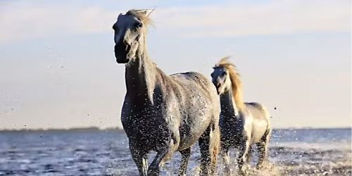 Searching For Salt River Horses