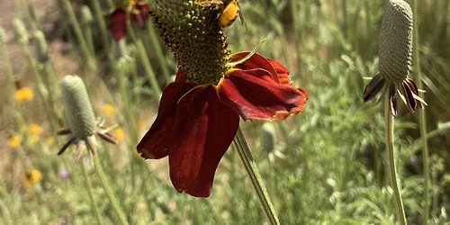 Fall Social and Seed Swap