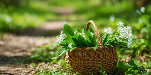 Wild Plants for Food & Medicine: Plant Medicine Basics