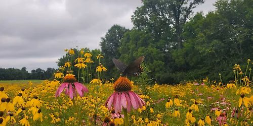 Blooms, Bees and Biodiversity for Thriving Farms: Farmer Field Day