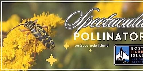 Spectacular Pollinators on Spectacle Island