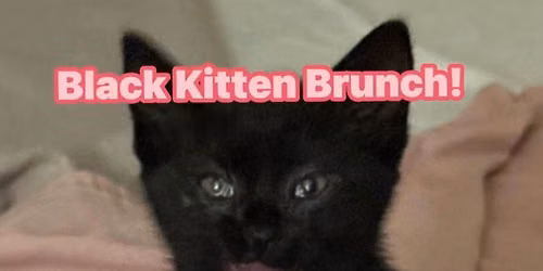 Black Kitten Brunch! With Nat\u2019s Cats Rescue