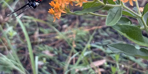 Great Southeast Pollinator Census at Pebble Hill Plantation