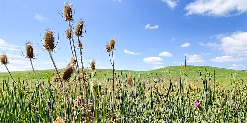 Junior Trailblazer Trek by University High School