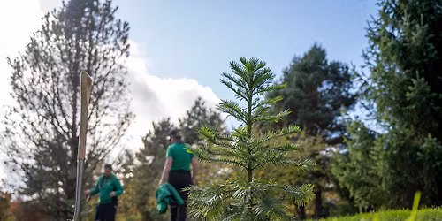 Behind the Trees Walk 
