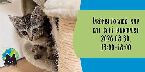 Kismacsk\u00e1s \u00f6r\u00f6kbefogad\u00f3 nap a Cat Caf\u00e9 Budapestben
