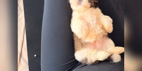 Puppy yoga