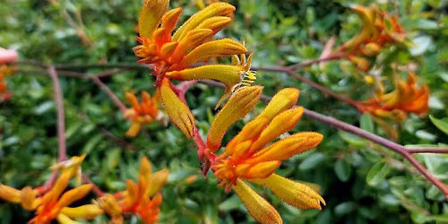 Kangaroo Paws to Eucalyptus - Guided Walk