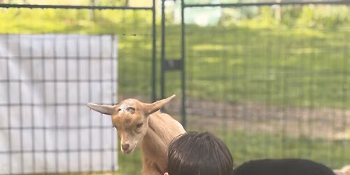 Baby Goat \ud83d\udc10 \ud83d\udc11 \ud83d\udc37 Yoga