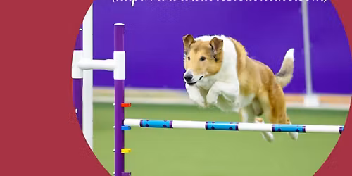 Collie Agility Trial