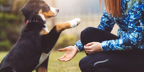 Puppy Basic Obedience - The Right Start