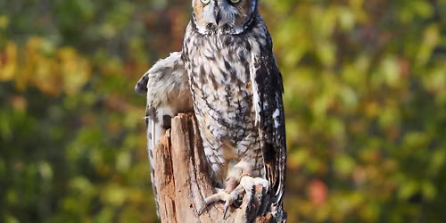 All About Owls & Pellets