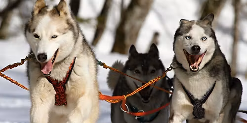 Meet the Sled Dogs