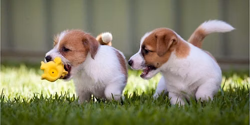 Puppy Socialization Class at Goodheart Broadway (9-16 Weeks)