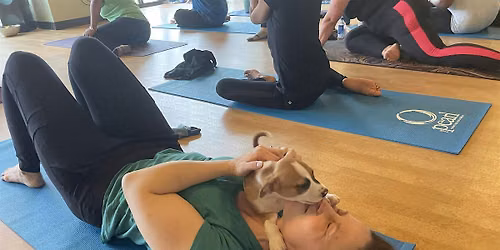 Doggy Noses & Yoga Poses at YONO Willimantic