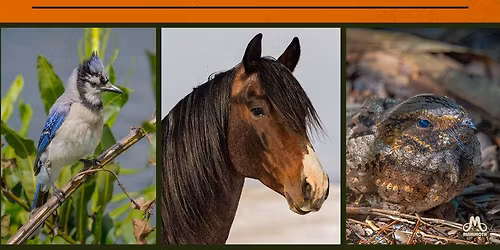 Charles Wesley Godwin