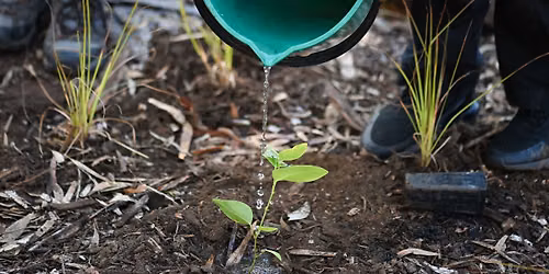 World Environment Day planting event with Friends of Sturt River Landcare
