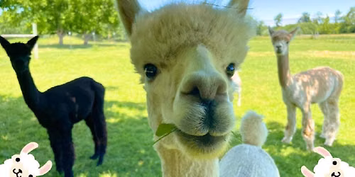 Alpaca Farm Days
