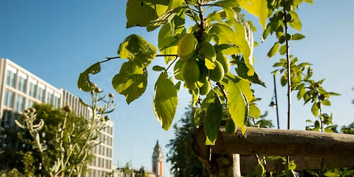 Brixton Orchard Volunteer Session