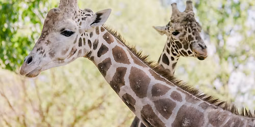 World Giraffe Day